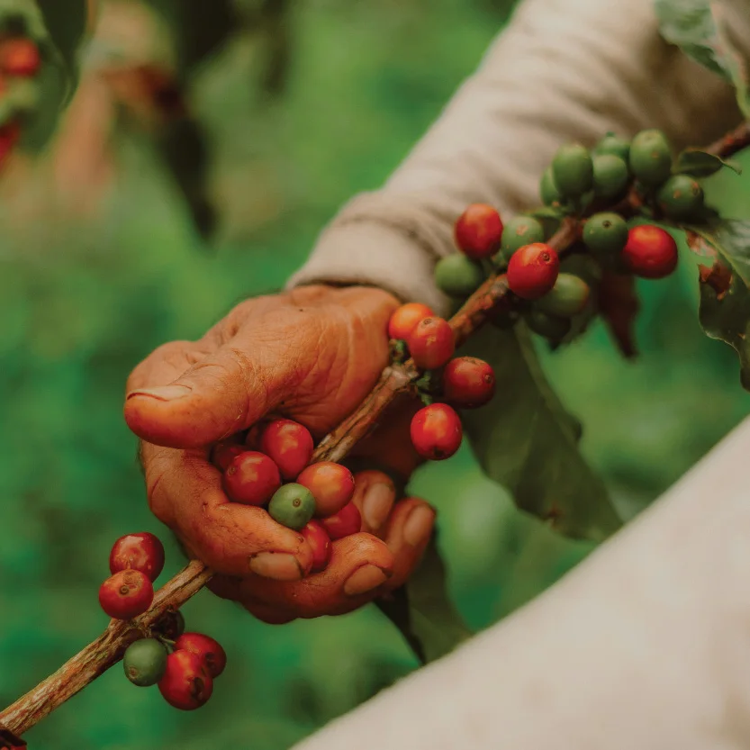 Boabe de cafea de specialitate și un barista pregătind espresso